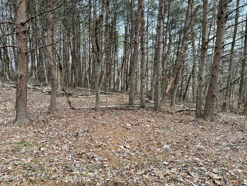 Photo #46: 702 Speedwell Road