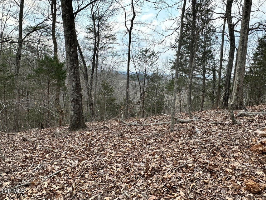 Photo #49: 702 Speedwell Road