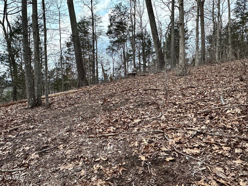 Photo #51: 702 Speedwell Road