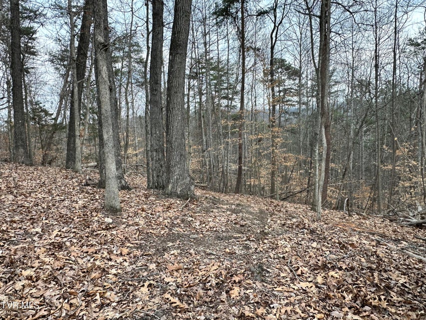 Photo #52: 702 Speedwell Road