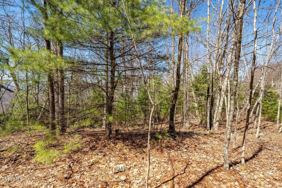 Photo #22: Lot 10 Callalantee Drive