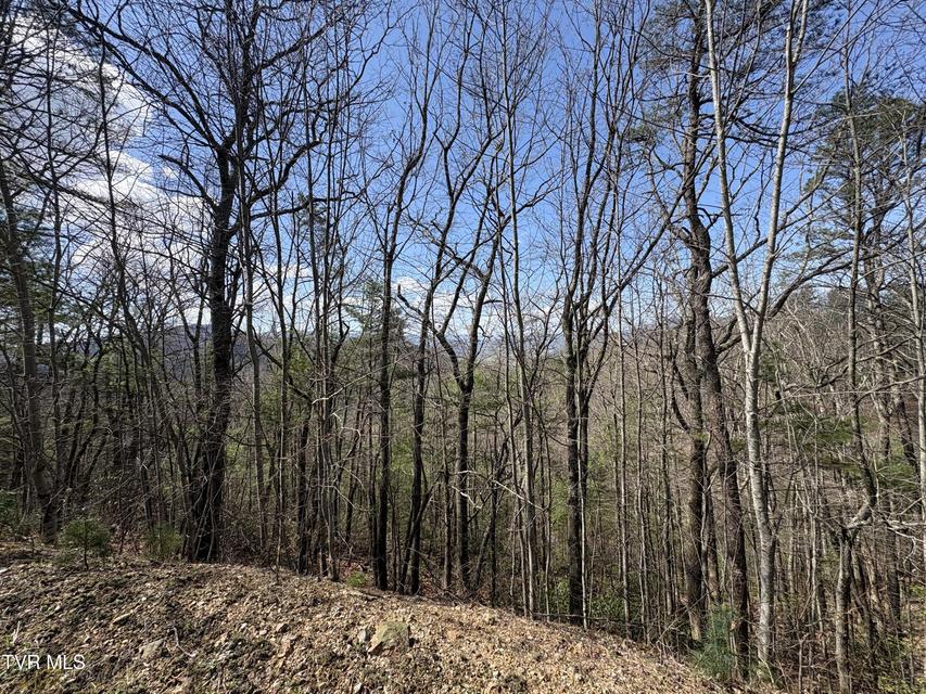 Photo #3: Lot 10 Callalantee Drive