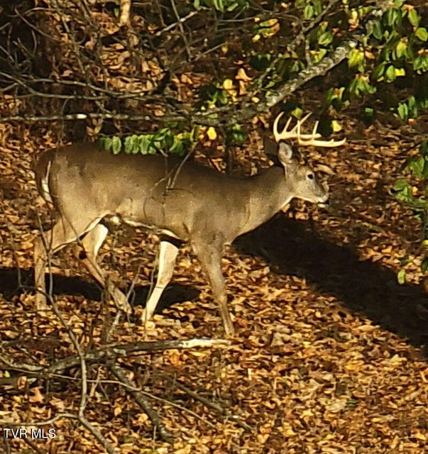 Photo #98: 415 Beidleman Road