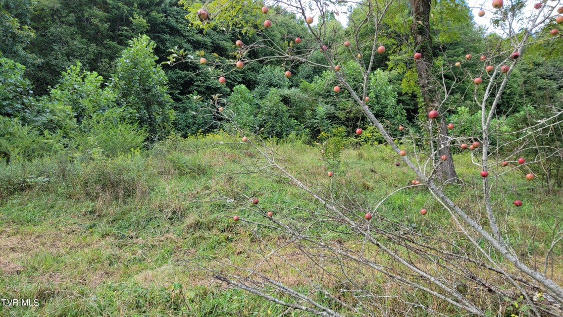 Photo #11: 00 Dry Stone Branch Road