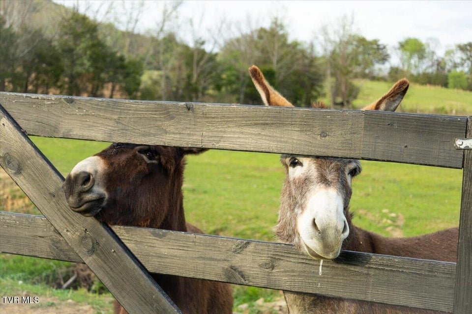 Photo #76: 250 Burnetts Chapel Lane