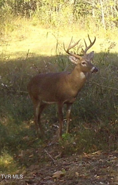 Photo #85: 9296 Bristol Highway