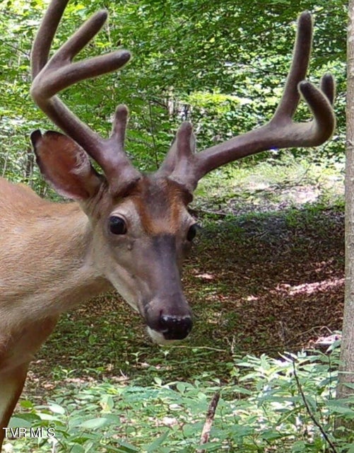 Photo #86: 9296 Bristol Highway