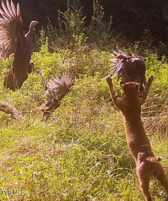 Photo #88: 9296 Bristol Highway