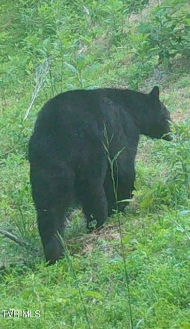 Photo #89: 9296 Bristol Highway