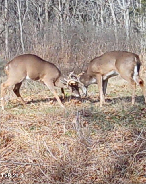 Photo #90: 9296 Bristol Highway