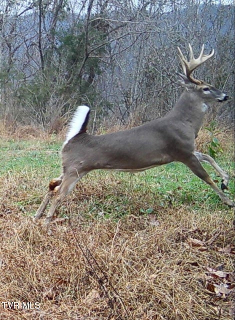 Photo #91: 9296 Bristol Highway