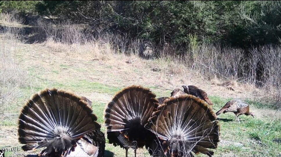 Photo #92: 9296 Bristol Highway