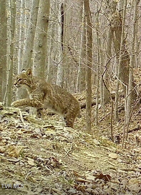 Photo #93: 9296 Bristol Highway