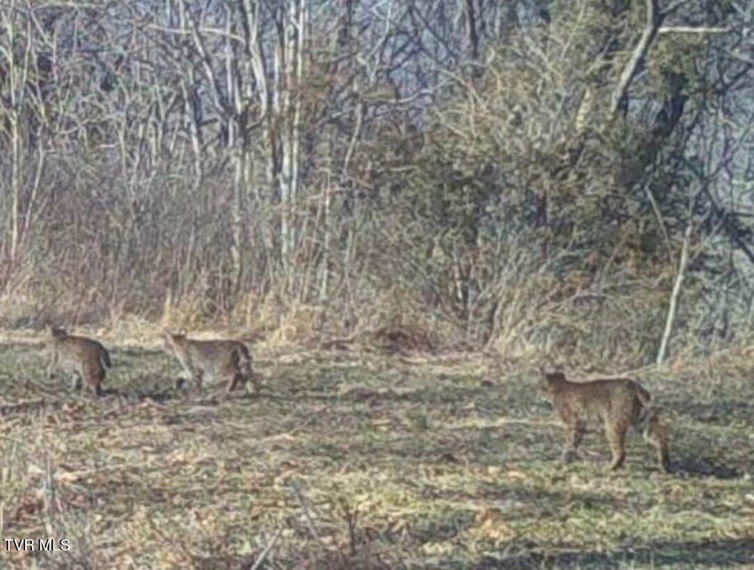 Photo #94: 9296 Bristol Highway