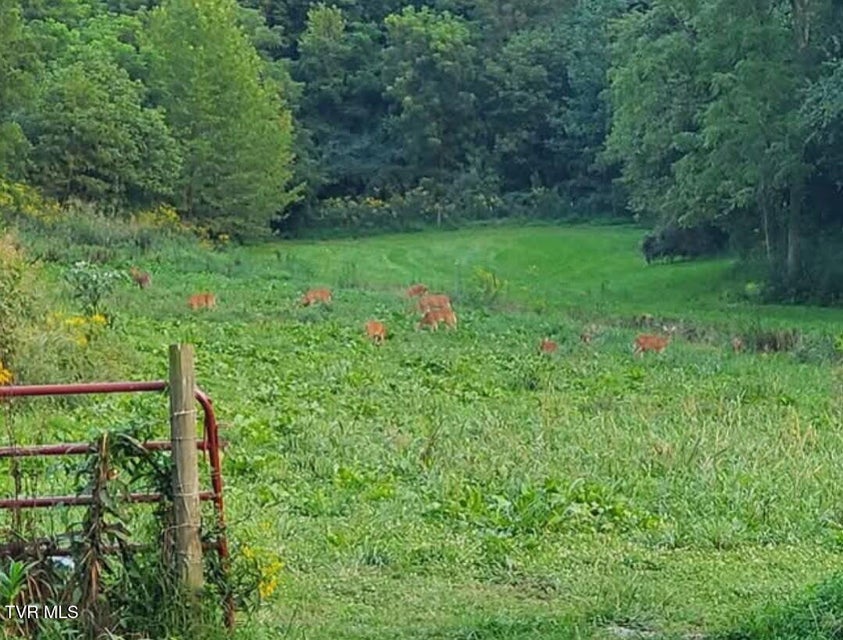 Photo #84: 9296 Bristol Highway