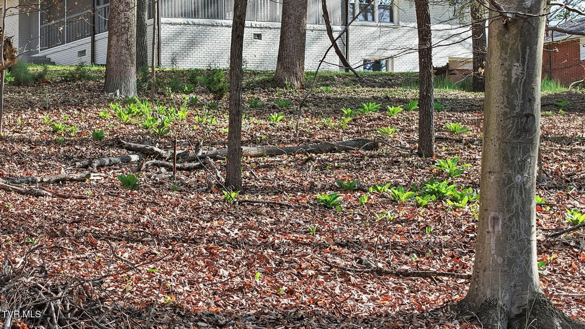 Photo #41: 149 Fern Street