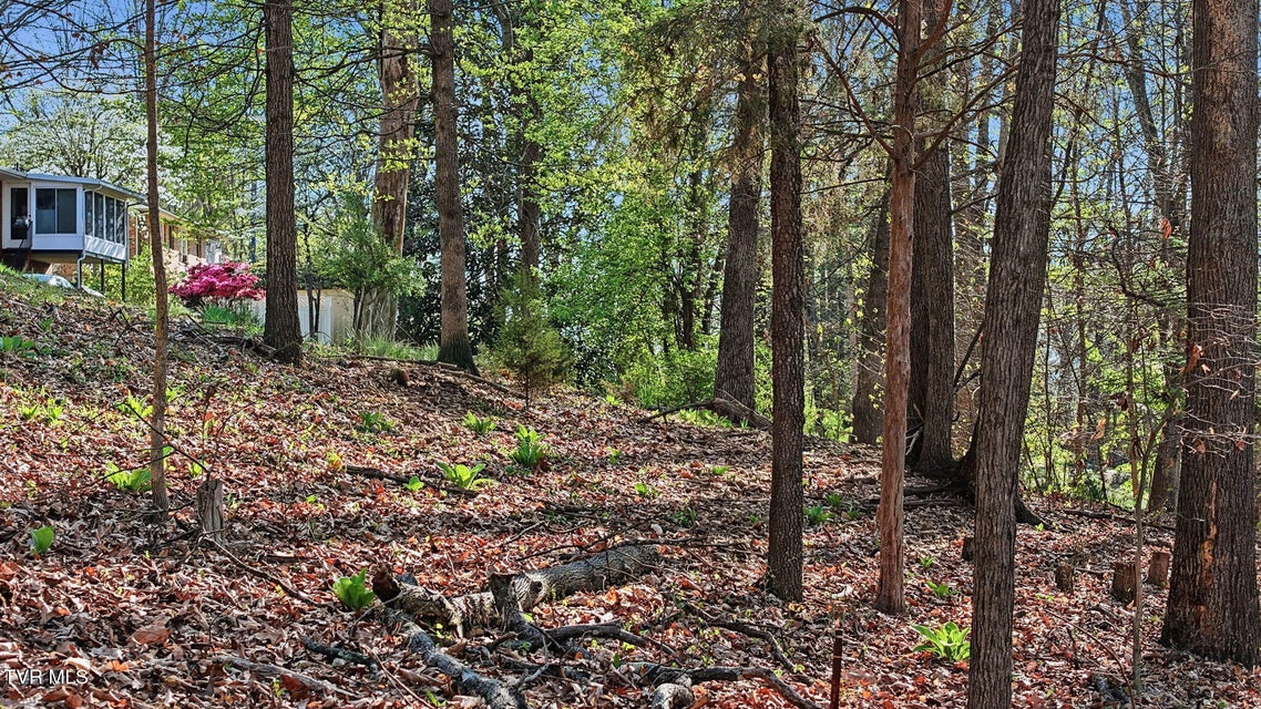 Photo #42: 149 Fern Street