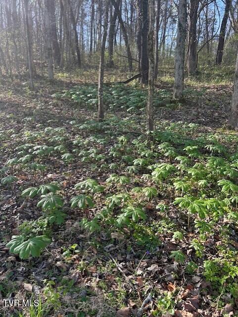 Photo #9: 1633 Poplar Springs Road