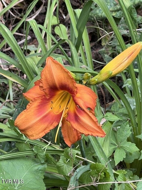 Photo #18: 451 Heaton Creek Road