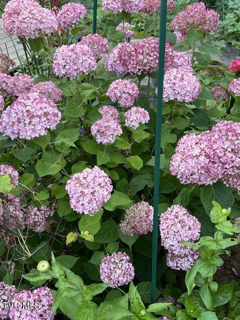 Photo #19: 451 Heaton Creek Road