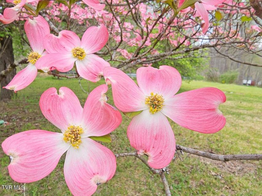 Photo #3: 12702 Crab Orchard Road