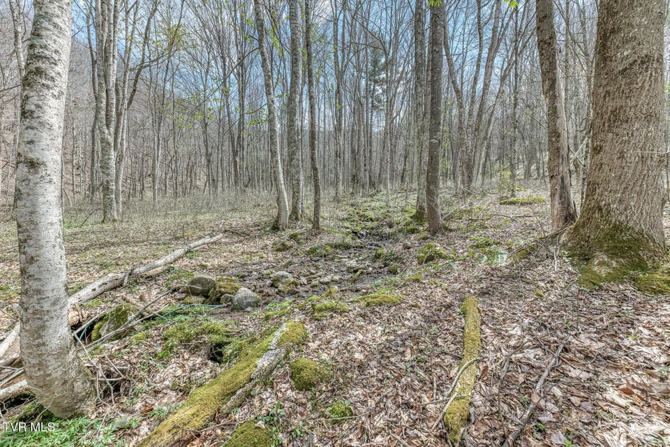 Photo #44: 501 Two Branch Lane