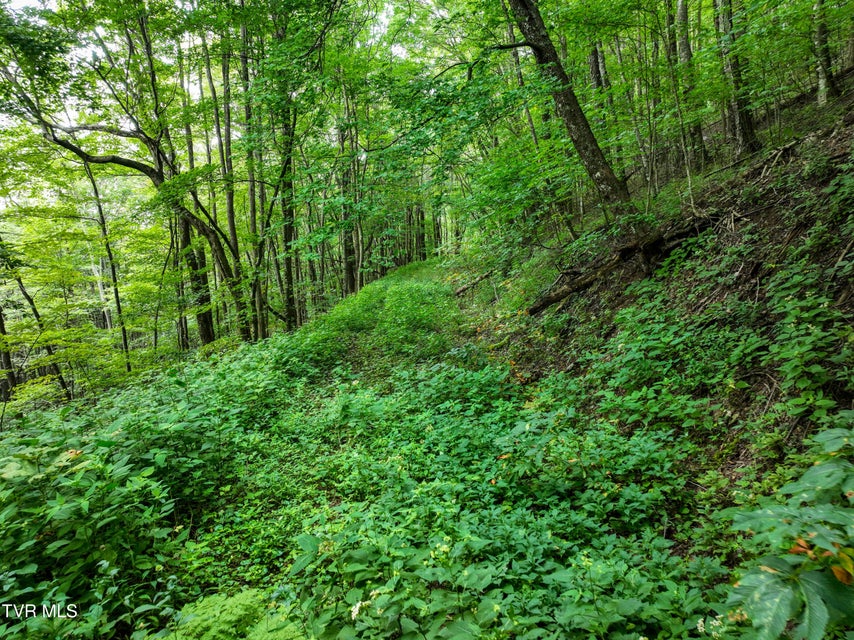 Photo #7: 000 Sylvan Way