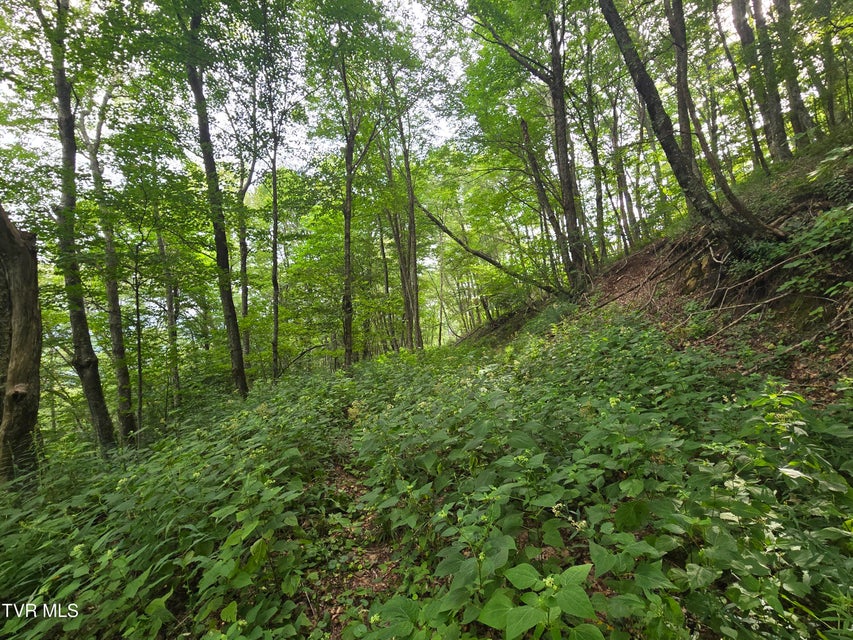 Photo #24: 000 Sylvan Way