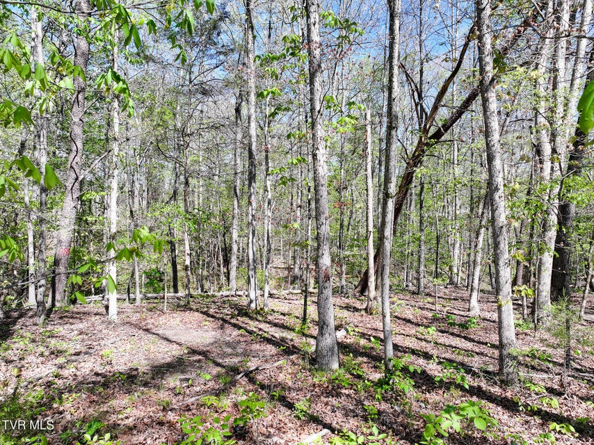 Photo #45: 1540 Luther Memorial Road