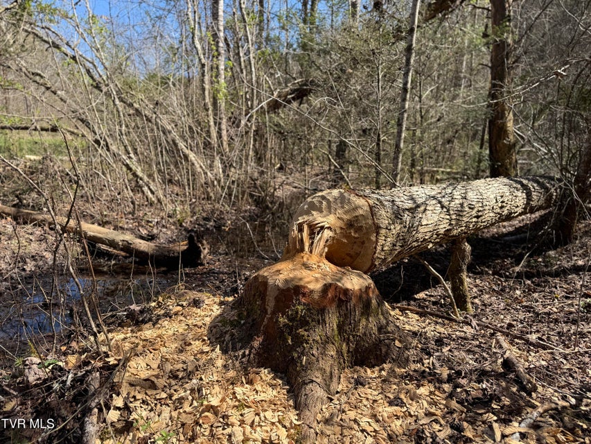 Photo #28: 1529 Beech Creek Rd Road