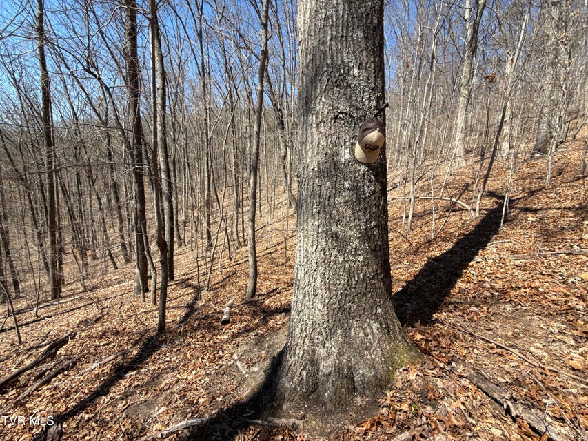 Photo #51: 1529 Beech Creek Rd Road