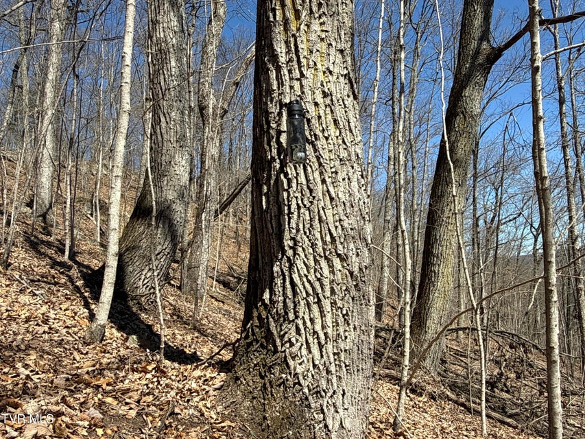 Photo #54: 1529 Beech Creek Rd Road