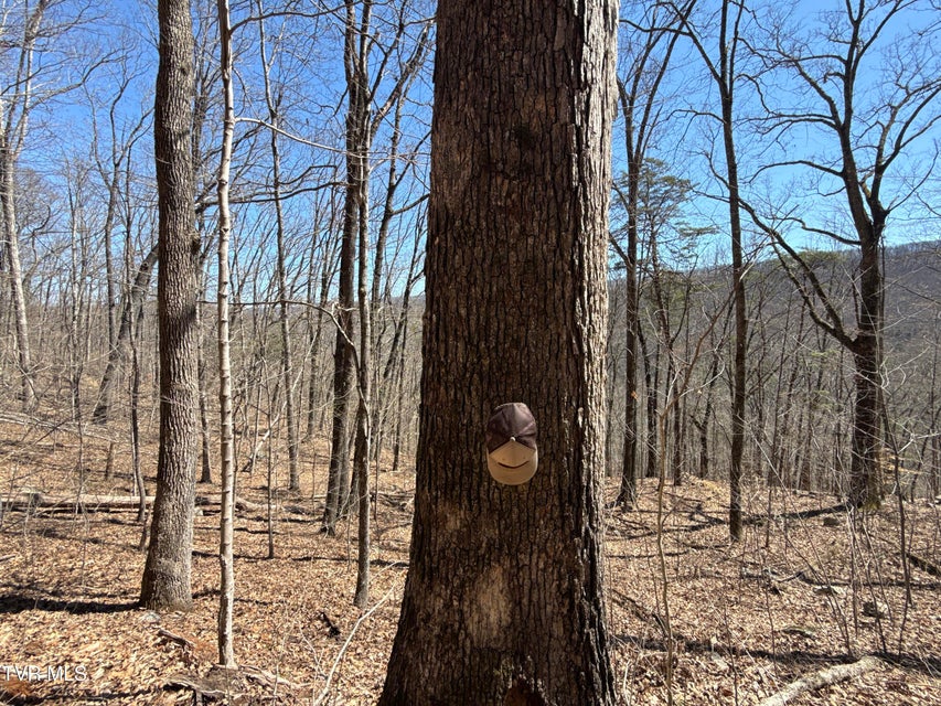 Photo #55: 1529 Beech Creek Rd Road