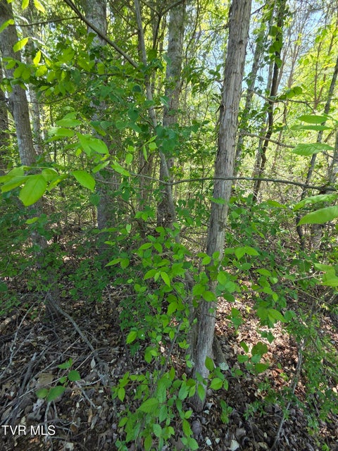 Photo #9: Tbd Summit Drive