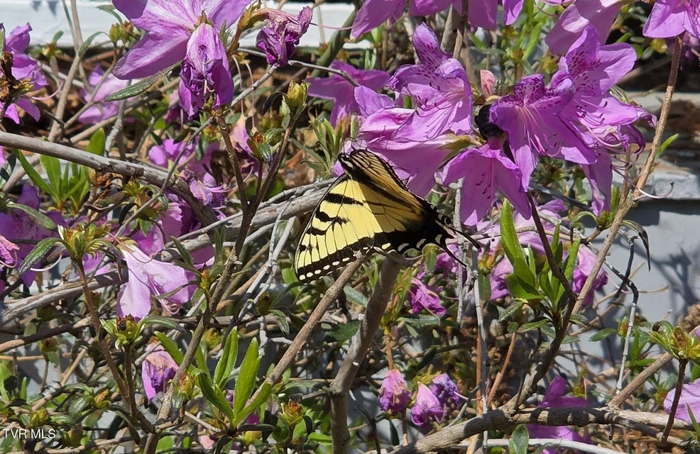 Photo #19: 133 & 181 Forrest View Lane