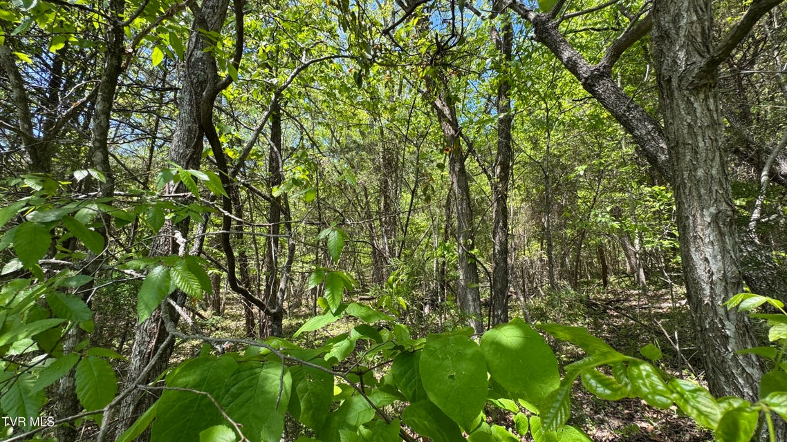 Photo #4: Tbd Highway 75 