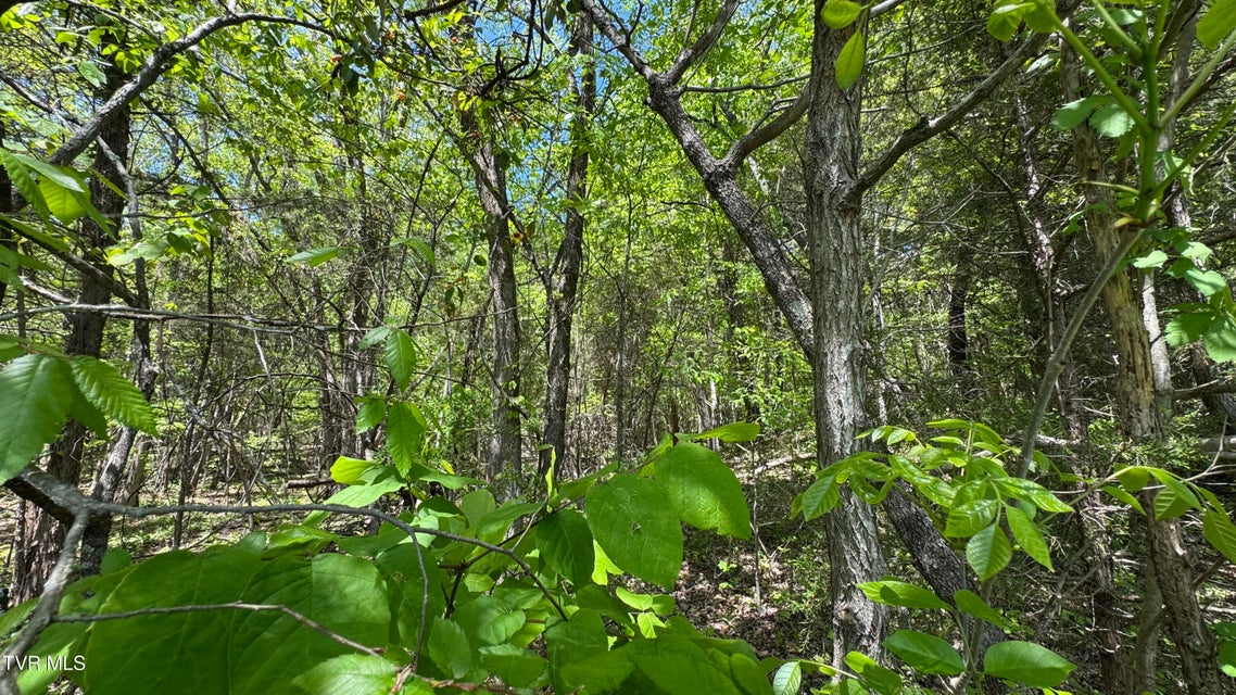 Photo #12: Tbd Highway 75 