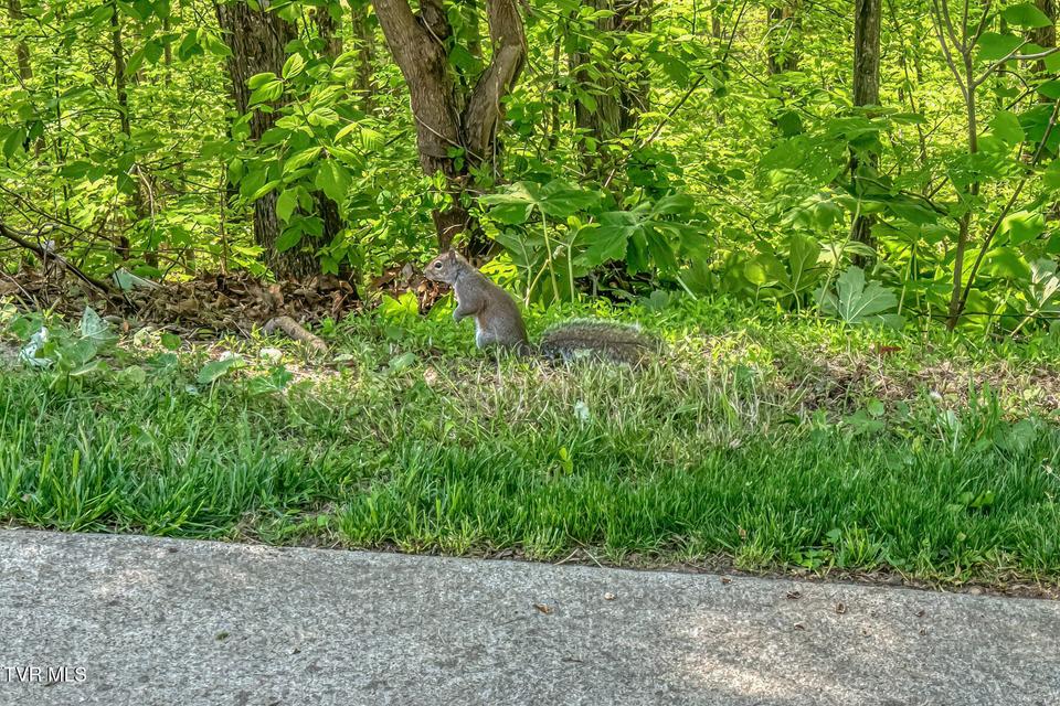 Photo #87: 520 Highway 93 