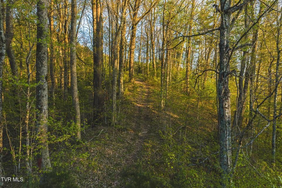 Photo #8: Tbd Gentry Mountain 