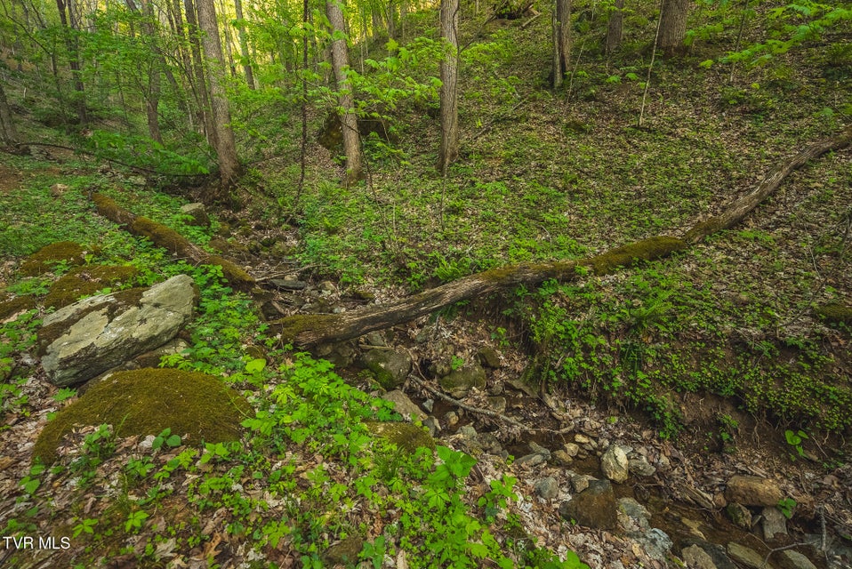 Photo #12: Tbd Gentry Mountain 