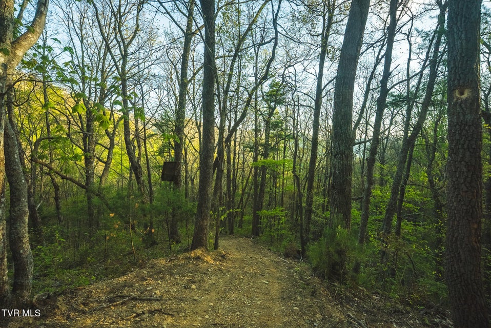 Photo #13: Tbd Gentry Mountain 