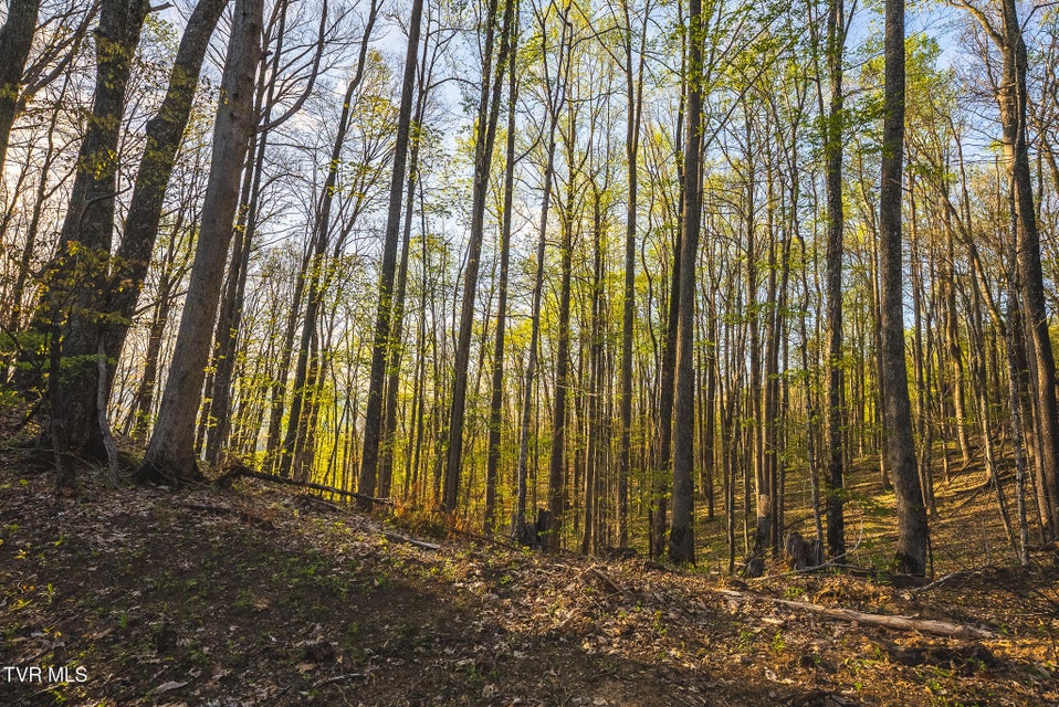 Photo #14: Tbd Gentry Mountain 