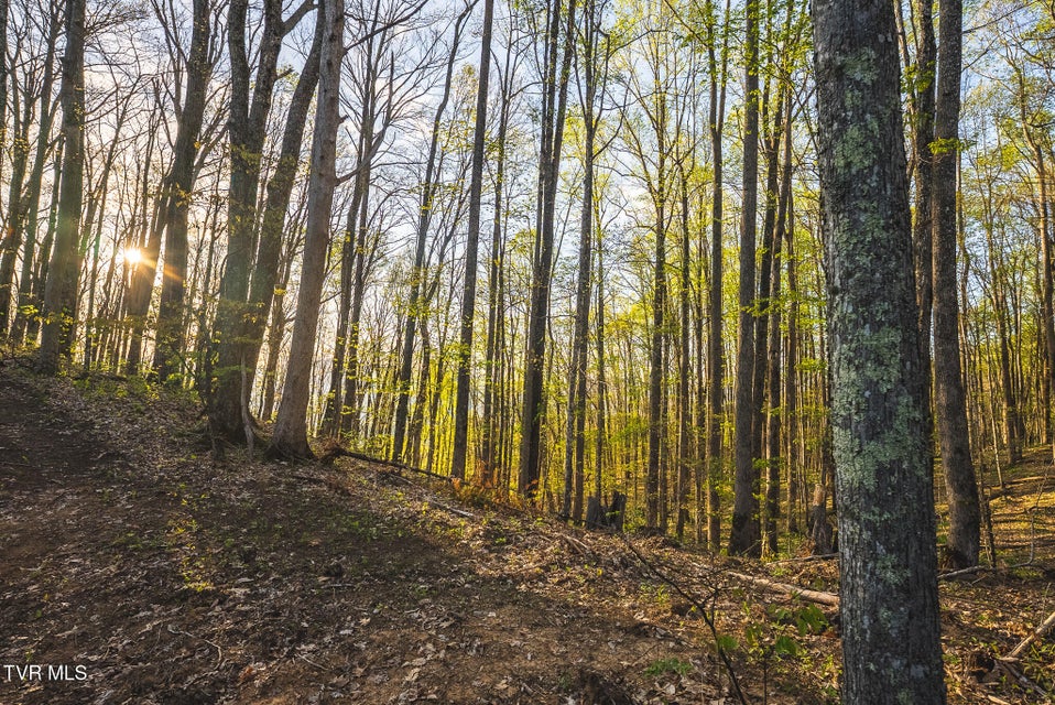 Photo #15: Tbd Gentry Mountain 