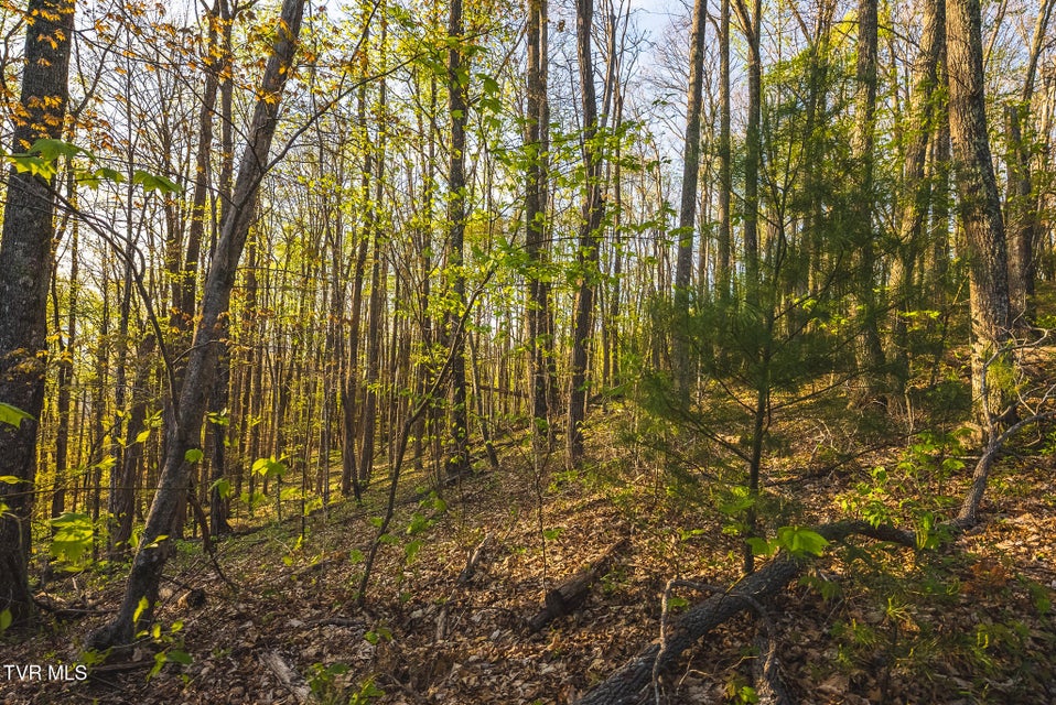 Photo #16: Tbd Gentry Mountain 