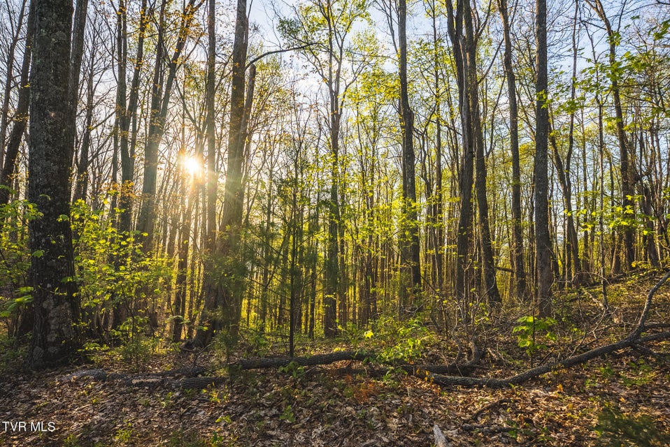 Photo #17: Tbd Gentry Mountain 