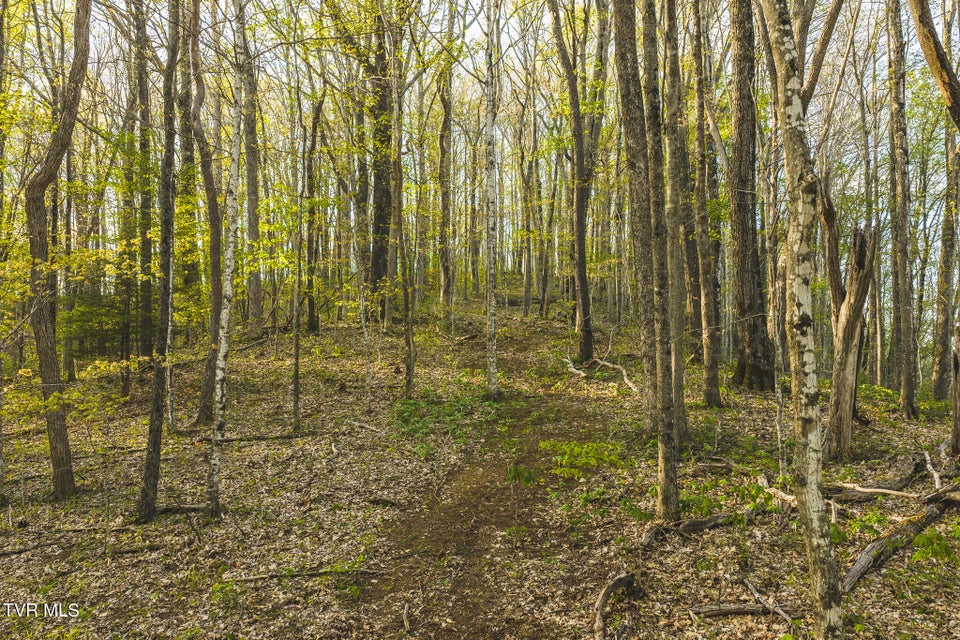 Photo #20: Tbd Gentry Mountain 