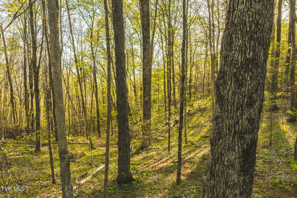 Photo #21: Tbd Gentry Mountain 