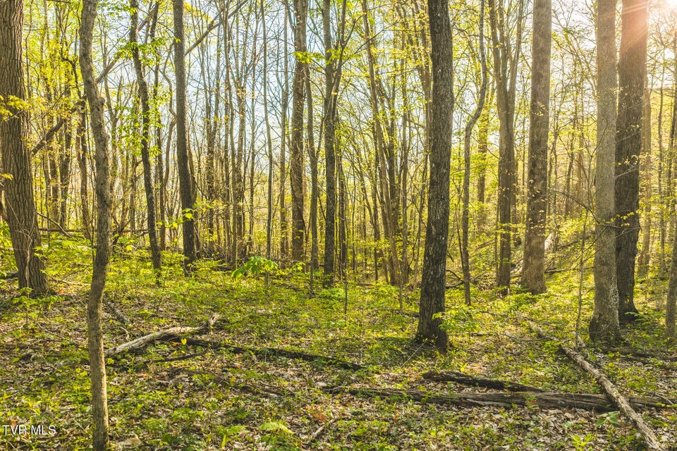 Photo #22: Tbd Gentry Mountain 