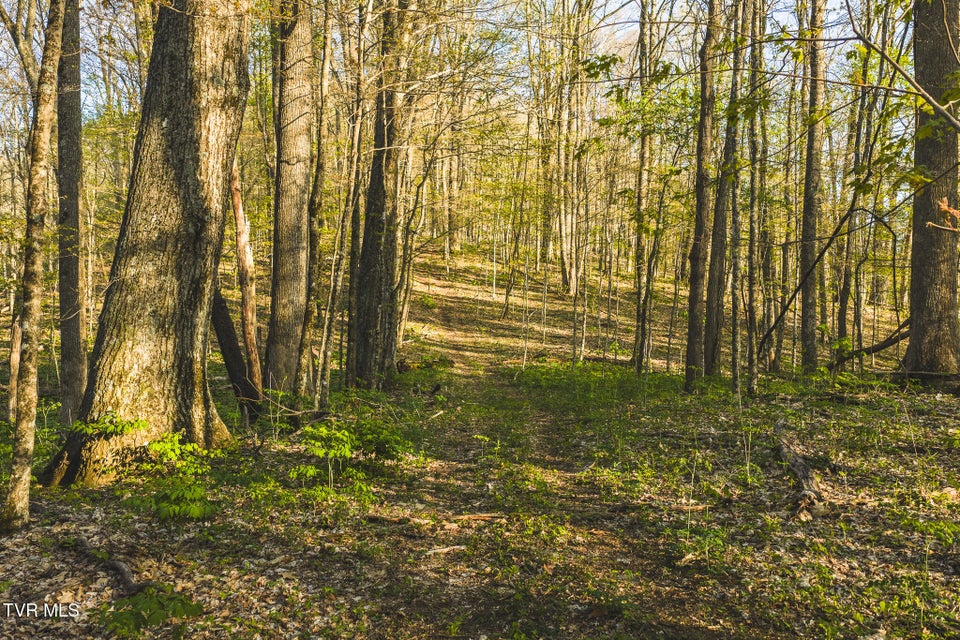 Photo #23: Tbd Gentry Mountain 