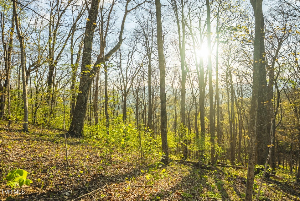 Photo #24: Tbd Gentry Mountain 